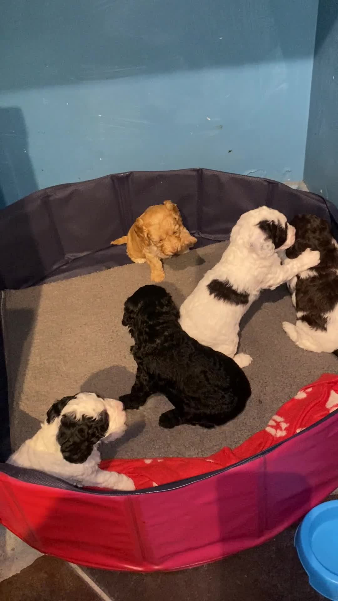 Cockapoo dogs for sale: Cockapoo  - Video 1