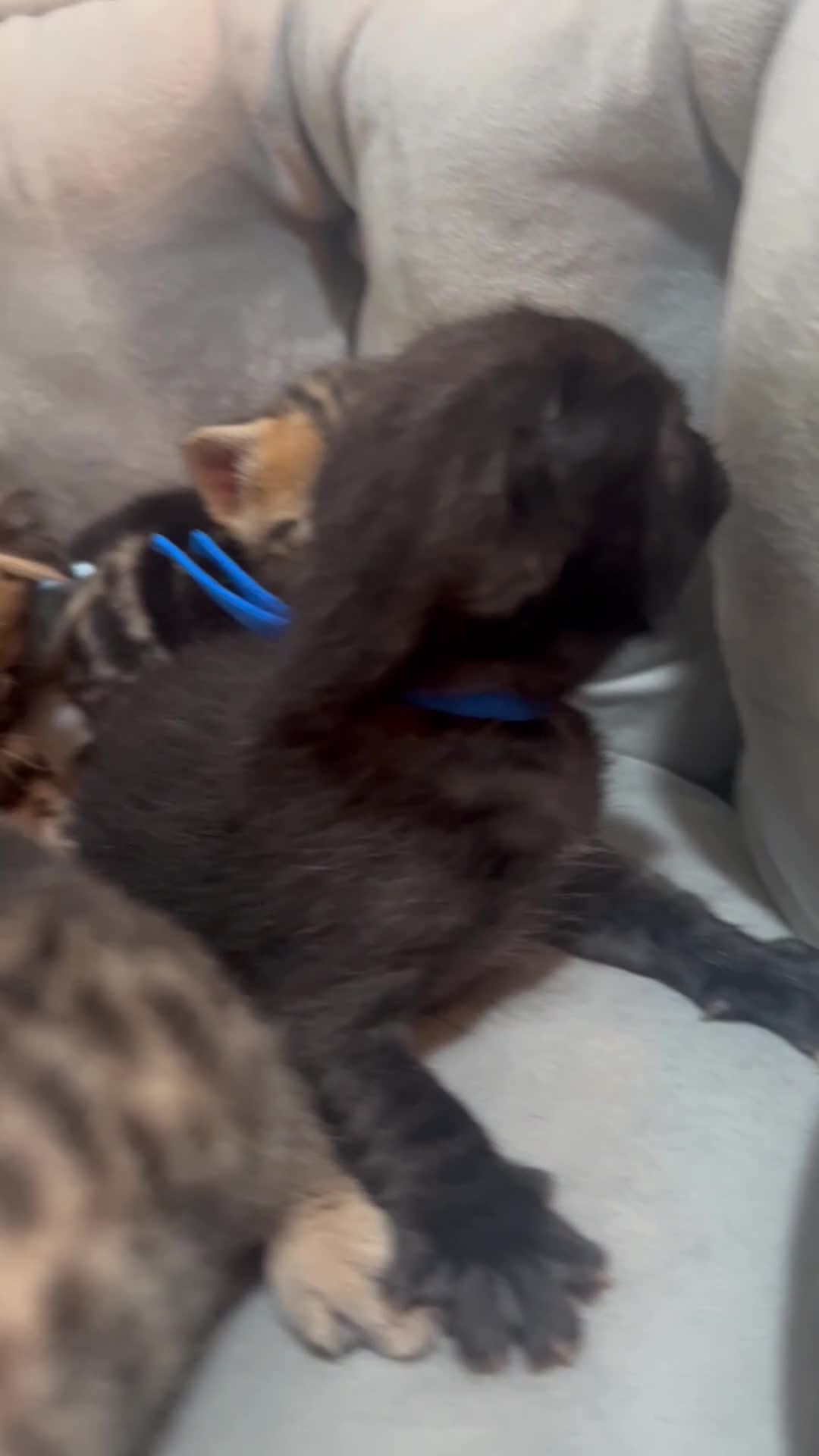 Bengal cats for sale: 5 bengal x tiger cubs for sale ragdoll x stunning - Video 1