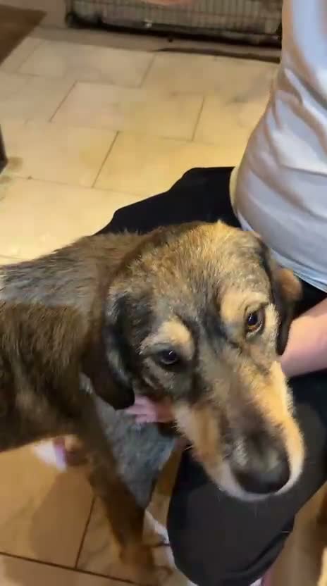 Mixed Breed dogs for sale: Meet Fenya, your new best friend! in Bedlington - Video 1