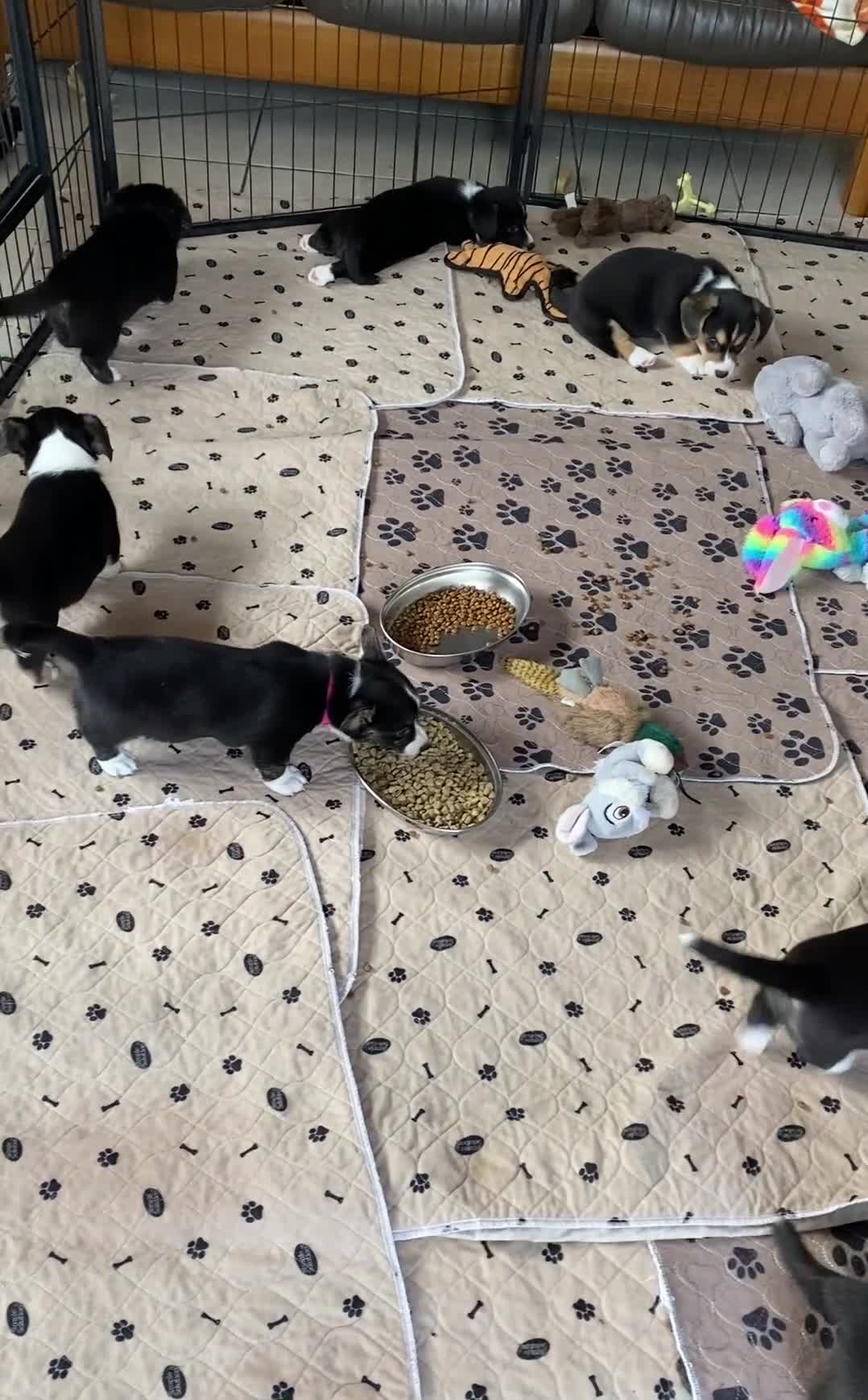 Welsh Corgi Cardigan dogs for sale: WELSH CARDIGAN CORGI GIRLS READY NOW - Video 1