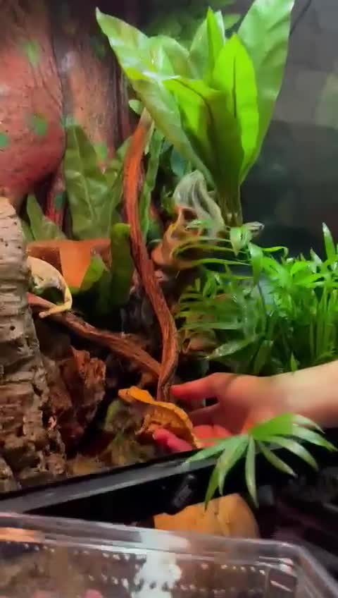 Gecko reptiles for sale: For sale, 5 geckos mixed - Video 1