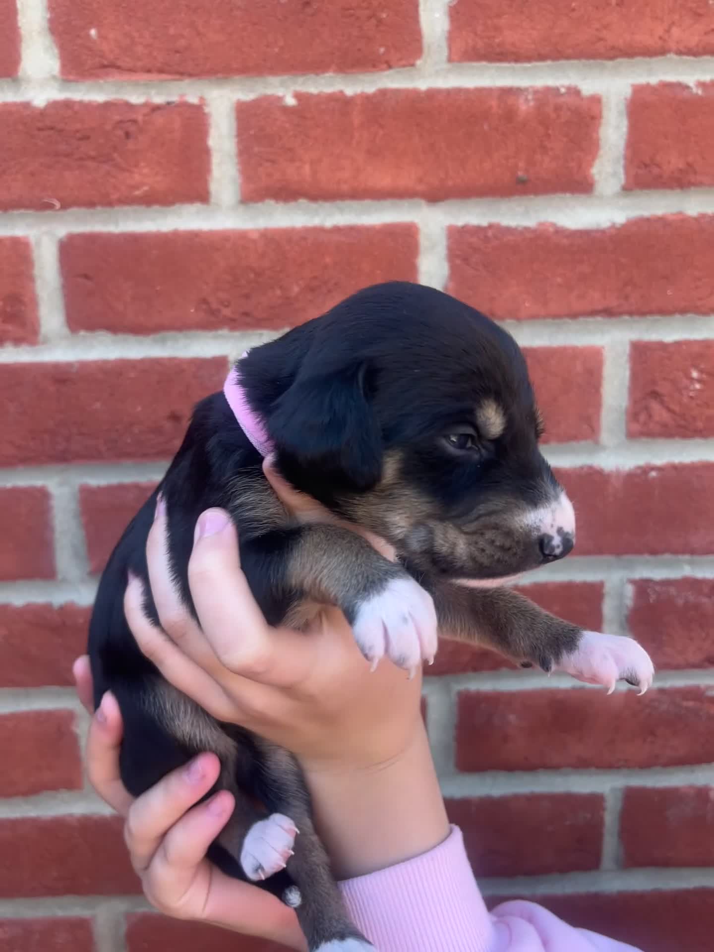 Lurcher dogs for sale: Beautiful lurcher puppies  in Ashford - Video 1