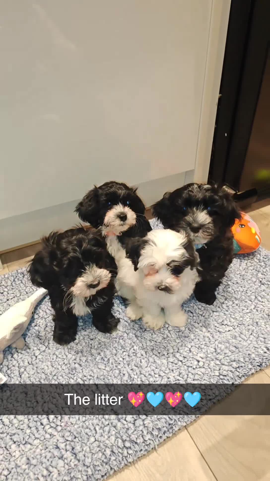 Havanese dogs for sale: Beautiful litter of pedigree havanese for sale - Video 1