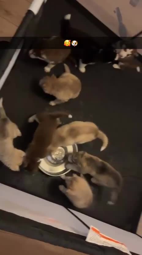 Siberian Husky dogs for sale: Beautiful husky pups 🔥 only 3 male pups left 🔥 - Video 1