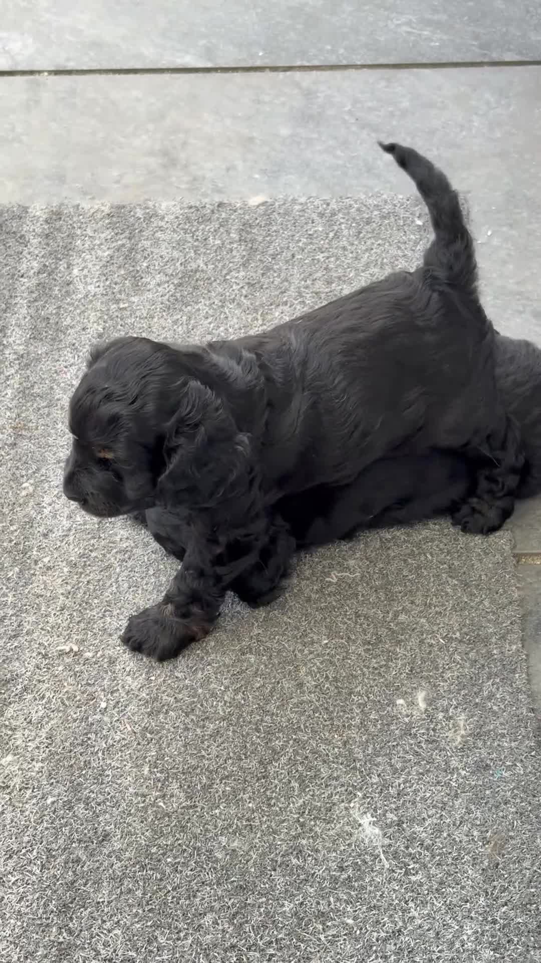 Cockapoo dogs for sale: Black and Tan Cockapoo puppies  - Video 1