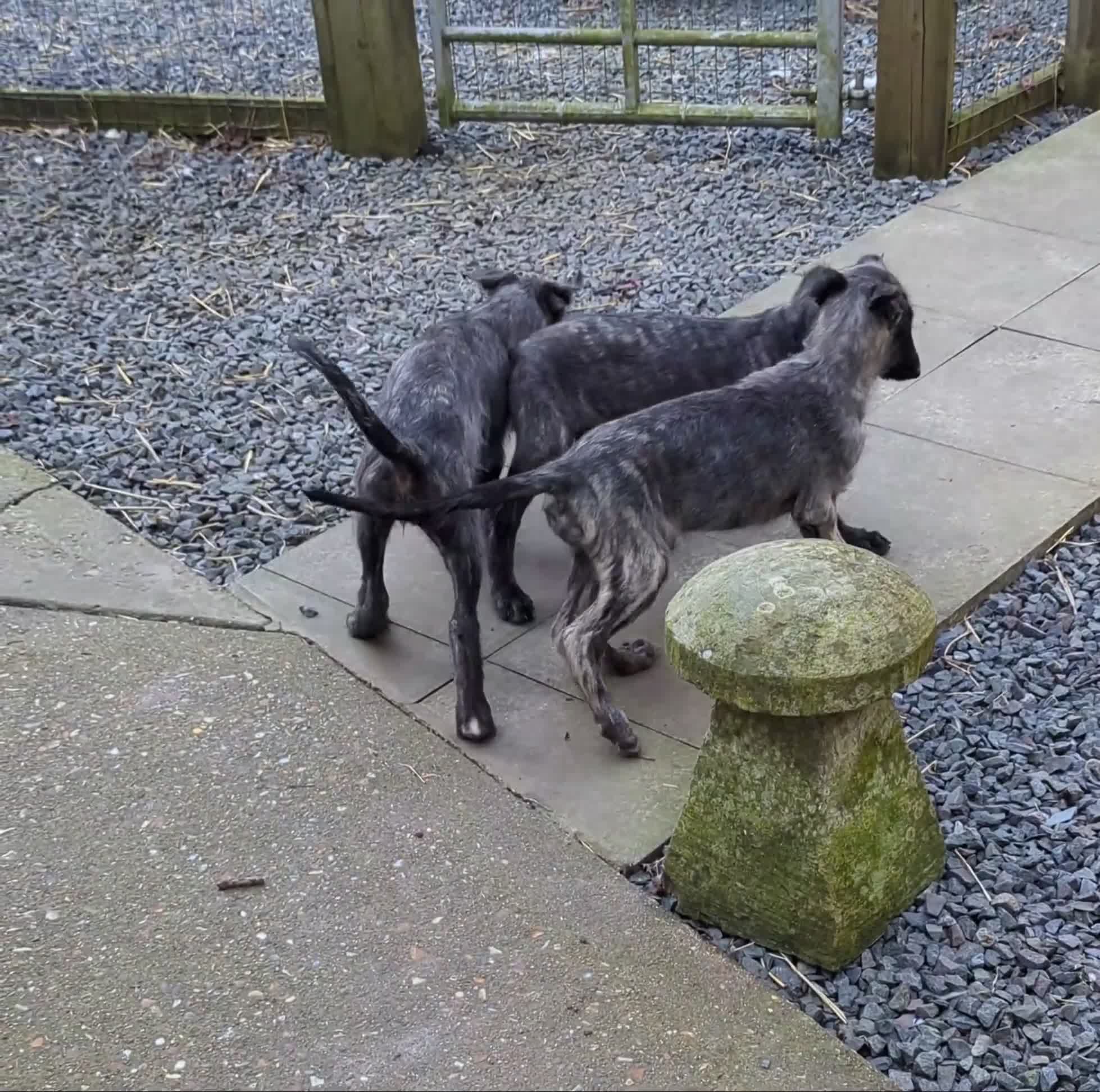 Deerhound dogs for sale: Deerhound/wolfhound pups - Video 2