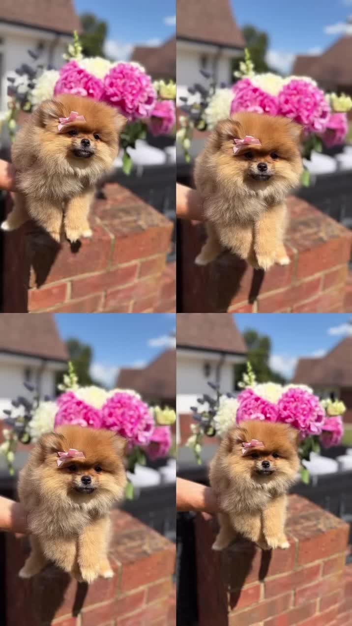 Pomeranian dogs for sale: Beautiful   **   Pomeranian  - Video 1