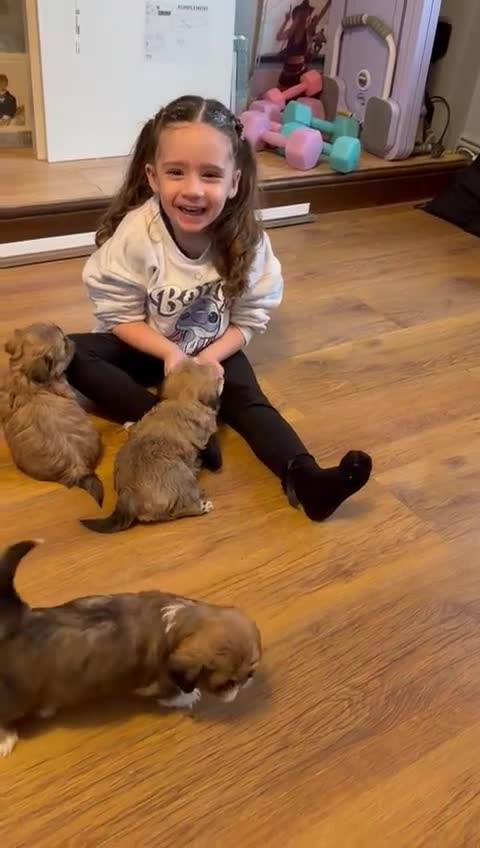 Shih Tzu dogs for sale: Gorgeous litter of shih tzu pups  - Video 4