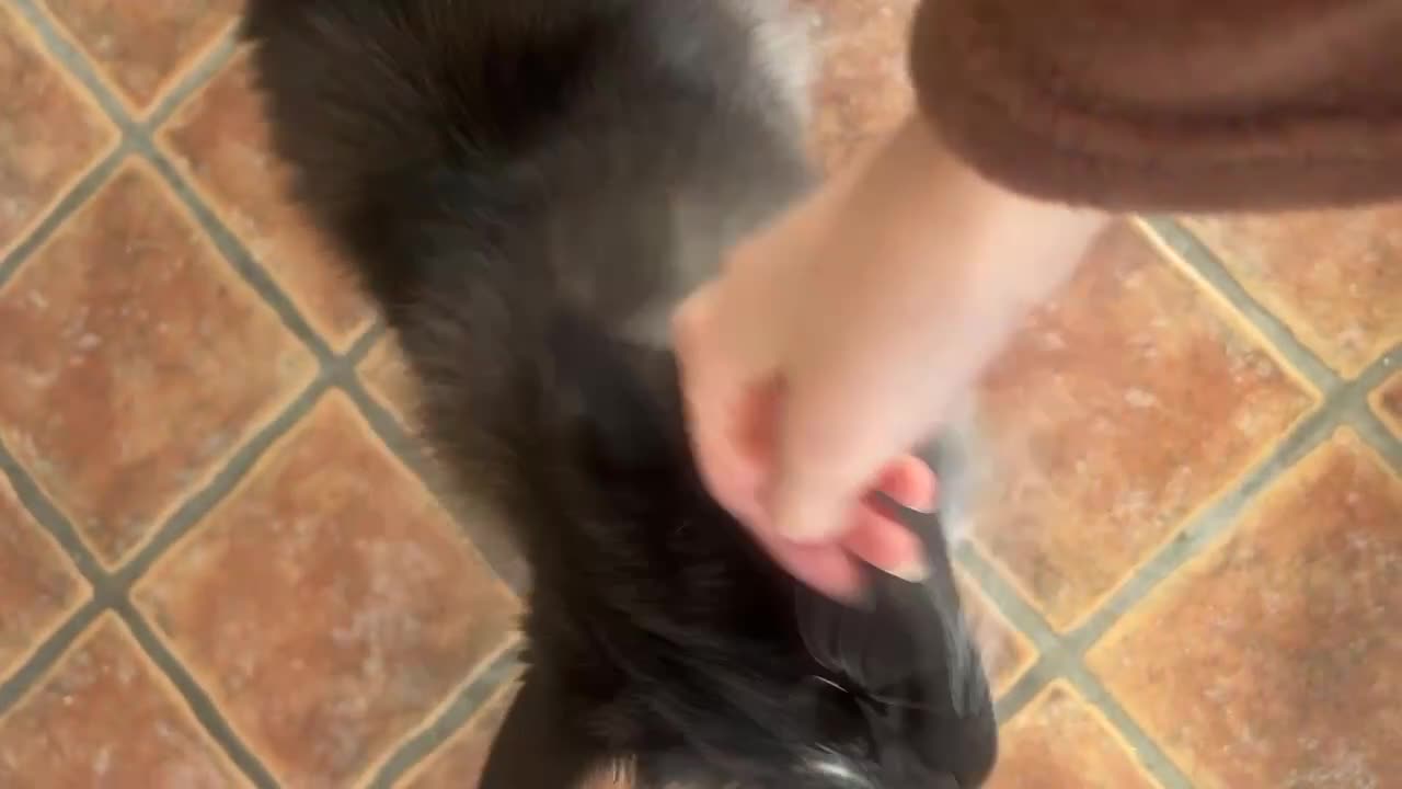 Norwegian Forest Cat cats for sale: Full pedigree female Norwegian forest cat GCCF. - Video 1