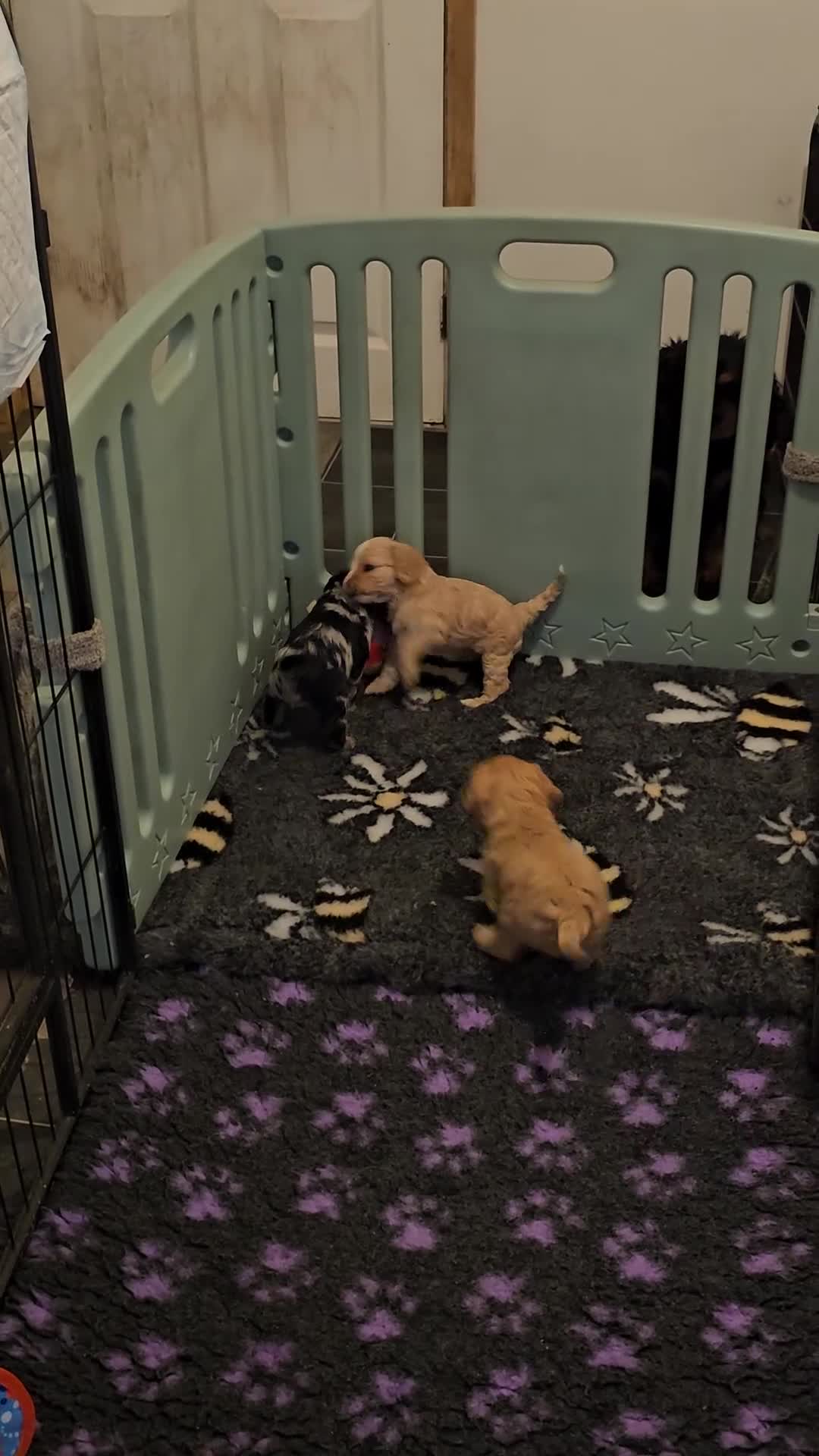 Cavapoo dogs for sale: Health tested F1 Cavapoo puppies - Video 1