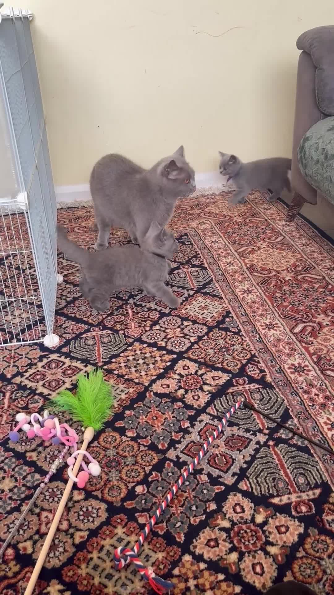 British Shorthair cats for sale: Top quality GCCF kittens  - Video 1