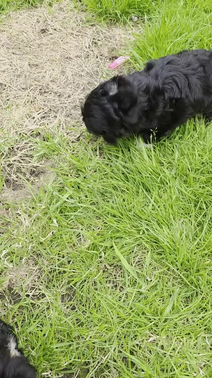 Shih Tzu dogs for sale: Shitzu boy in Coventry - Video 1