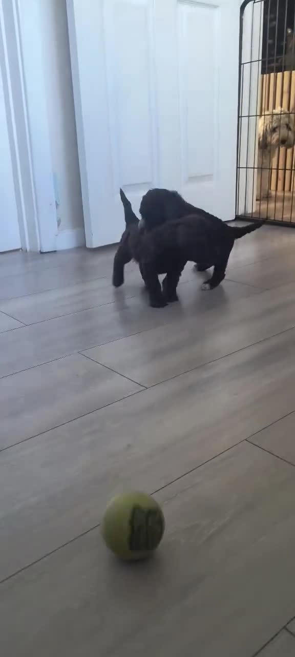 Cockapoo dogs for sale: Stunning F2b cockapoo puppies 8 weeks old - Video 4
