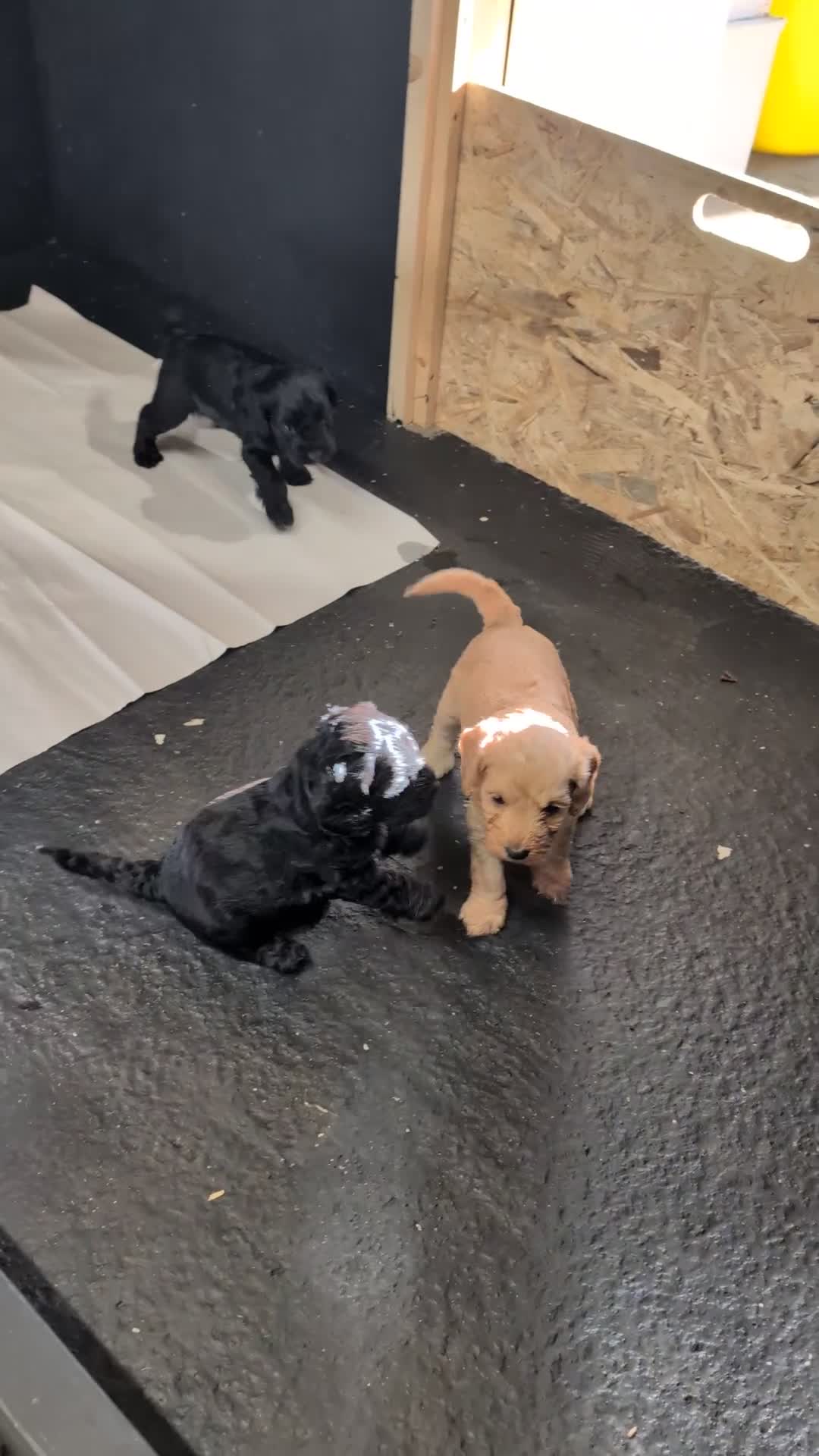 Cockapoo dogs for sale: F1 Miniature Phantom Cockapoos  READY NOW  in Chulmleigh - Video 1