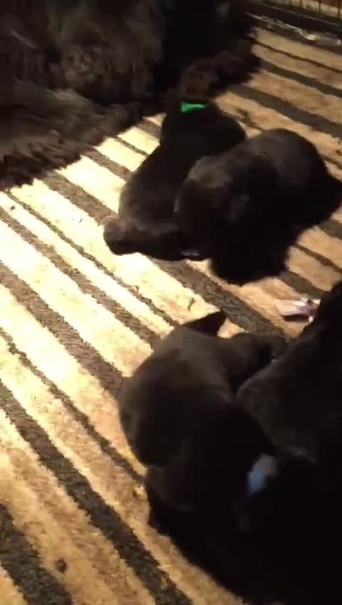 Newfoundland dogs for sale: Stunning Newfoundland X  - Video 1
