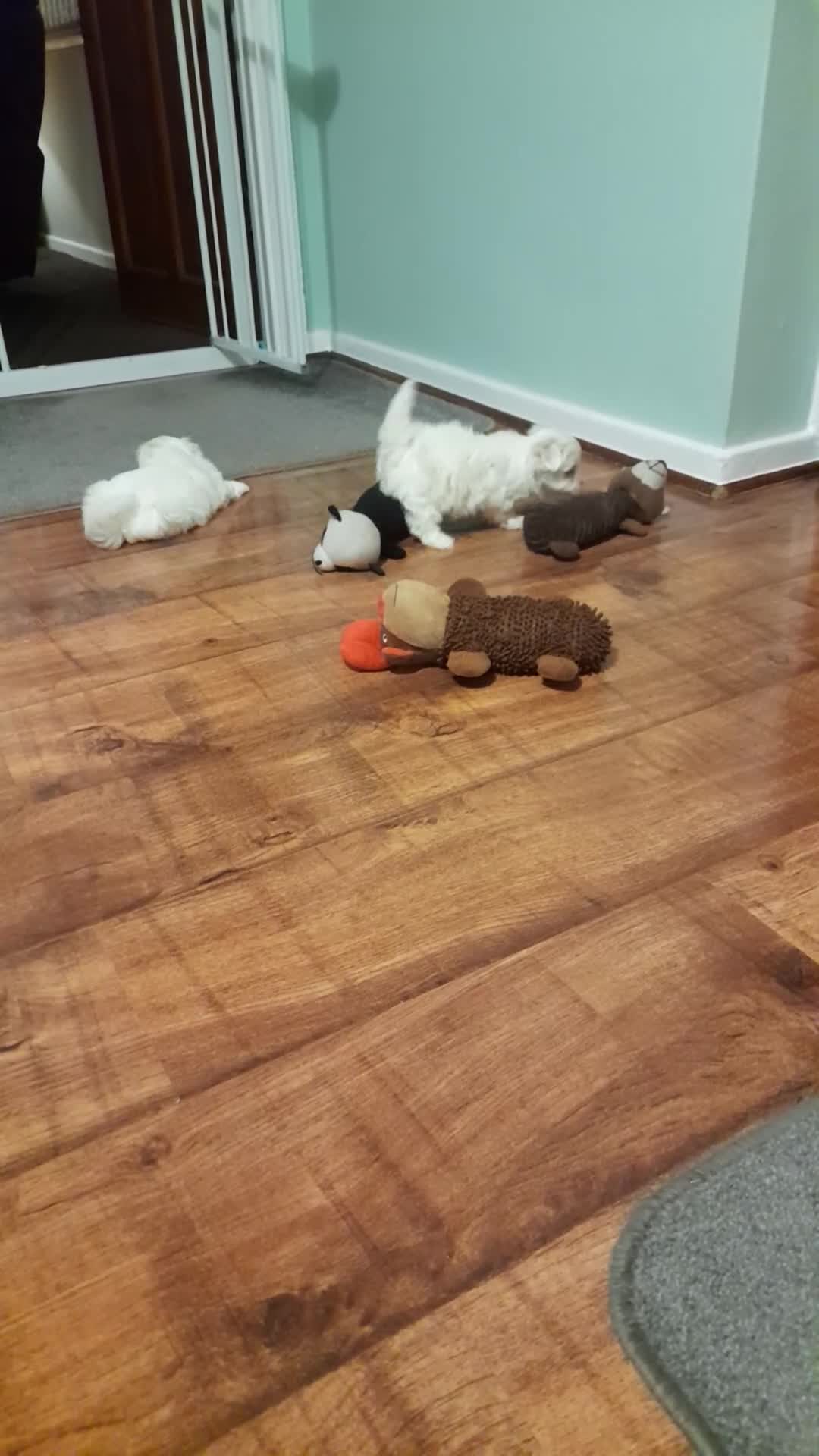 Maltese dogs for sale: 2 male maltese puppies  - Video 3