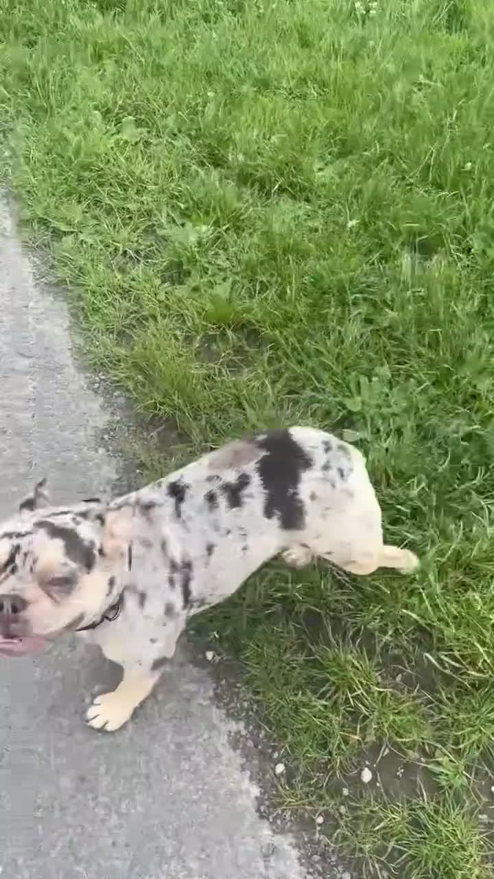 French Bulldog dogs for sale: 10 month old french bulldog female - Video 1