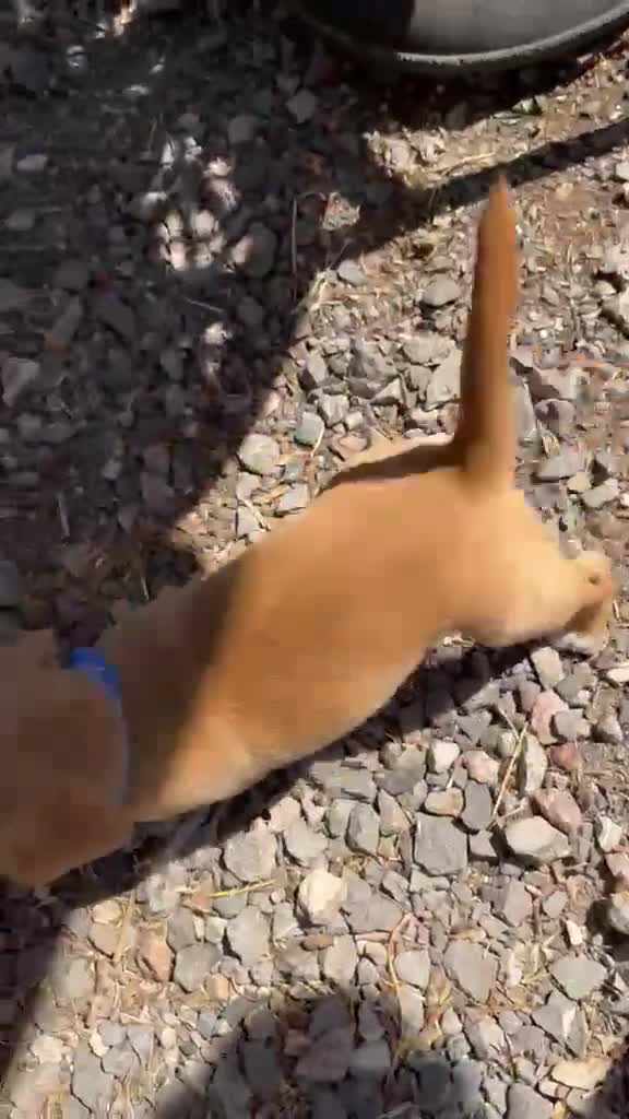 Cockerdor dogs for sale: Beautiful Cockerdor puppies  in Wincanton - Video 1