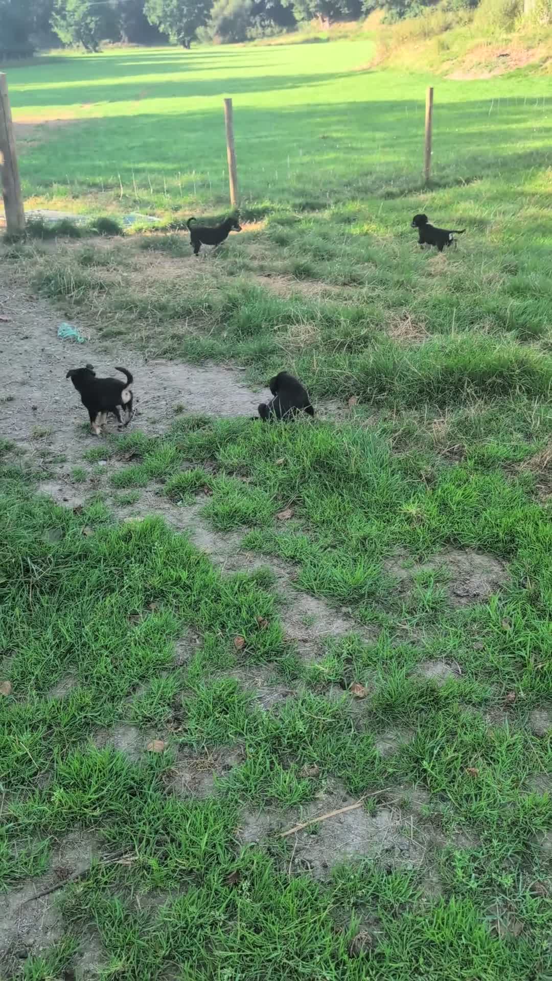 Border Collie dogs for sale: Gorgeous litter of Border Collies in Machynlleth - Video 1