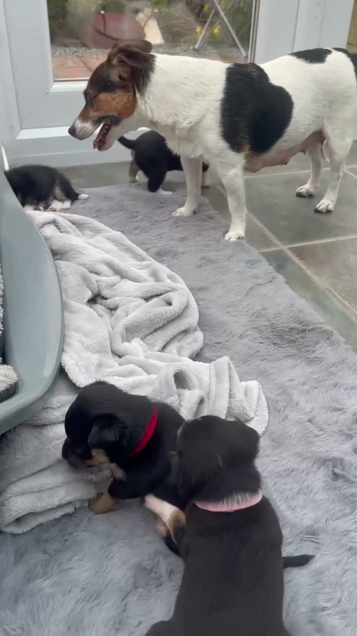 Mixed Breed dogs for sale: 3 male pomchi jacks in Preston - Video 1