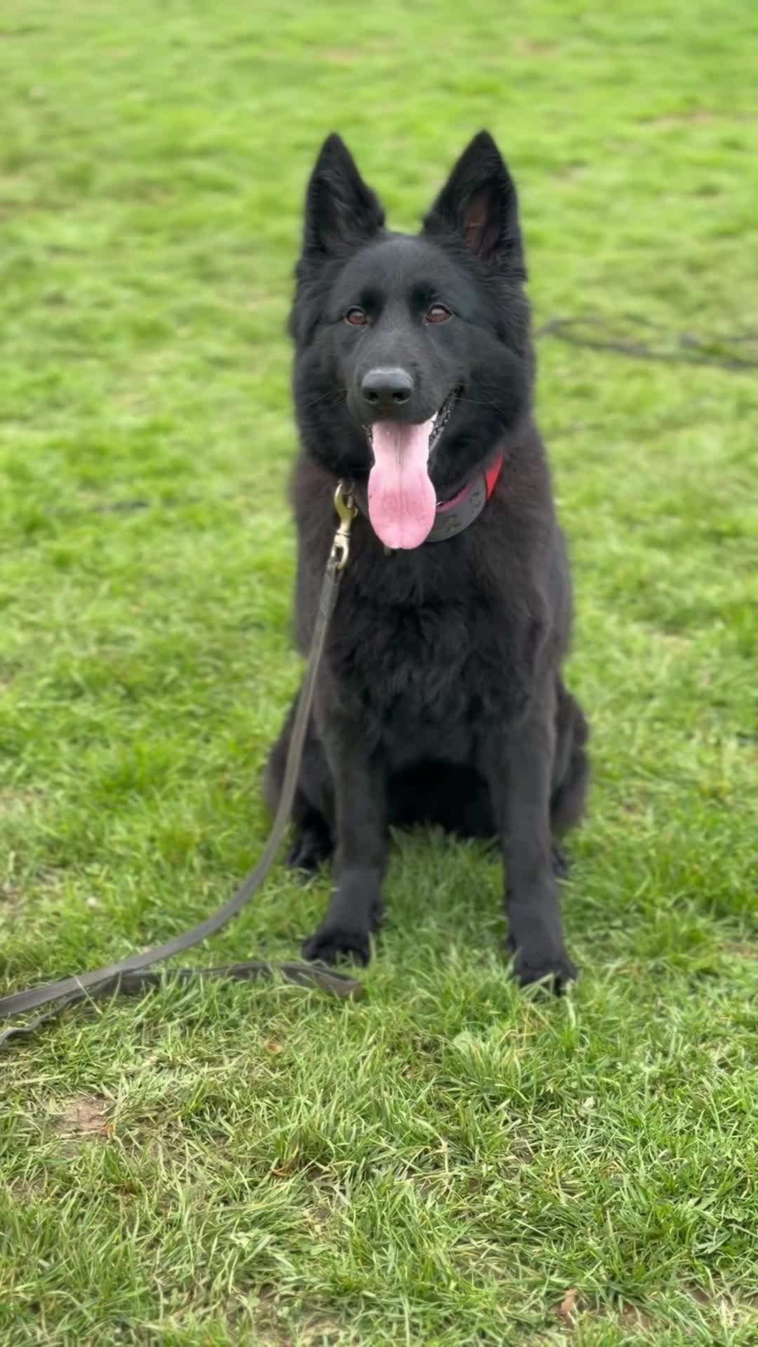 German Shepherd dogs for sale: Meet chilli  - Video 1