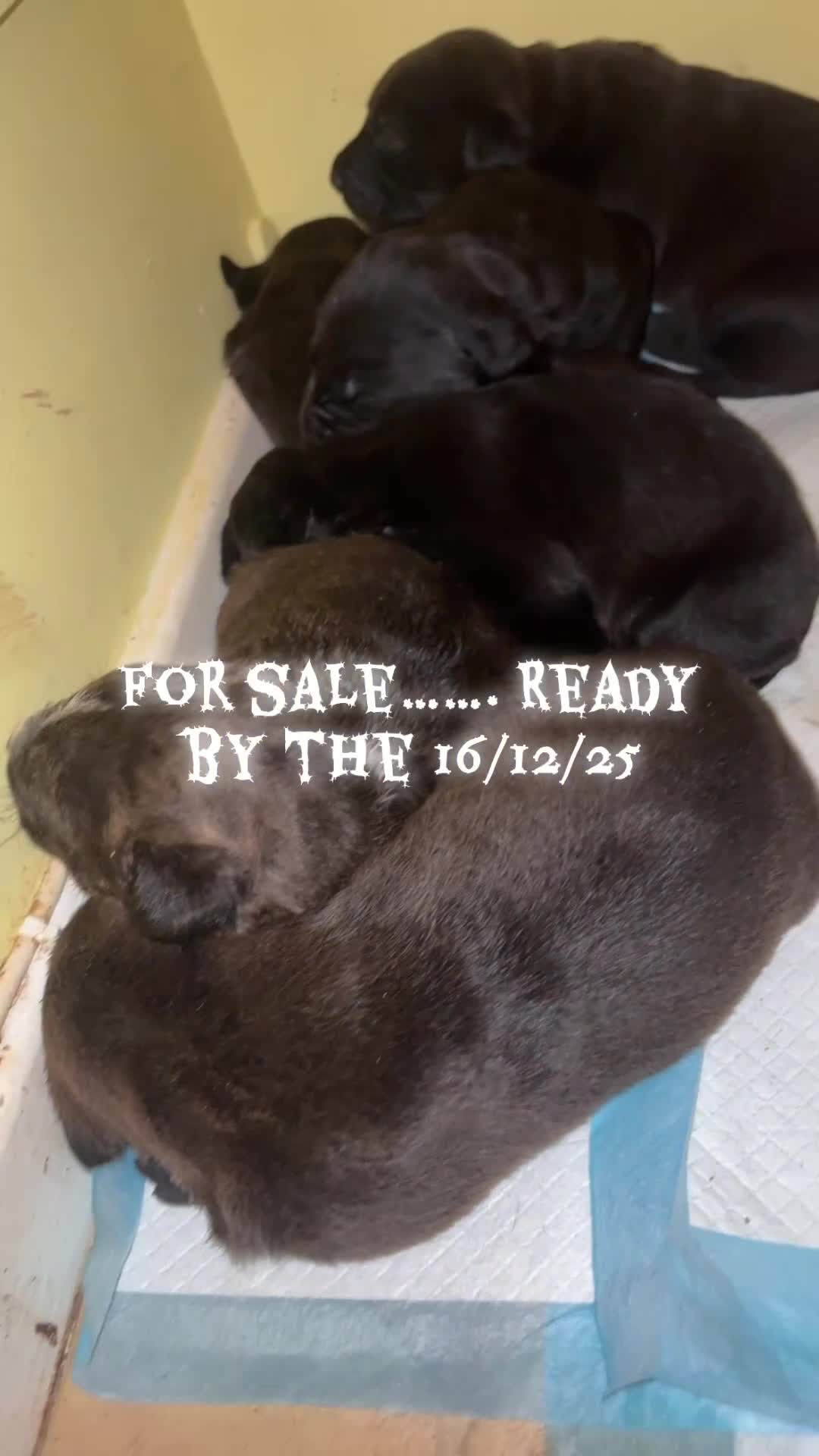 Mixed Breed dogs for sale: Amazing litter of exotic rottiebulls  - Video 1