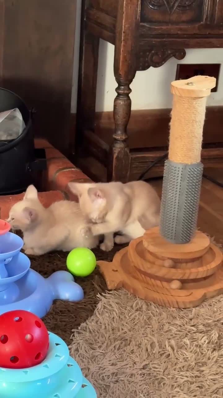 Burmese cats for sale: Gorgeous Playful Loving Burmese Kittens  - Video 2