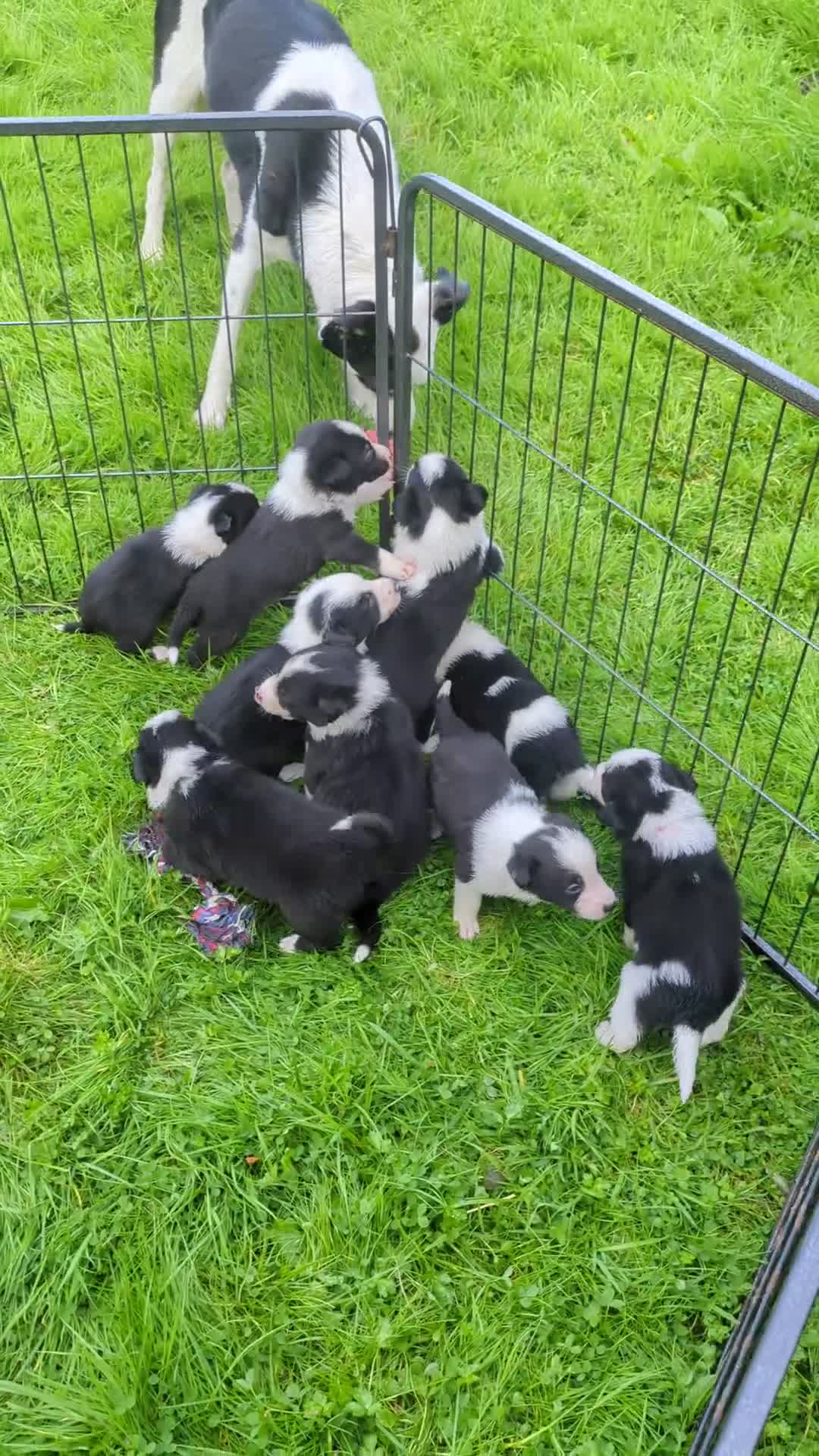 Border Collie dogs for sale: Border Collie Puppies - Video 1