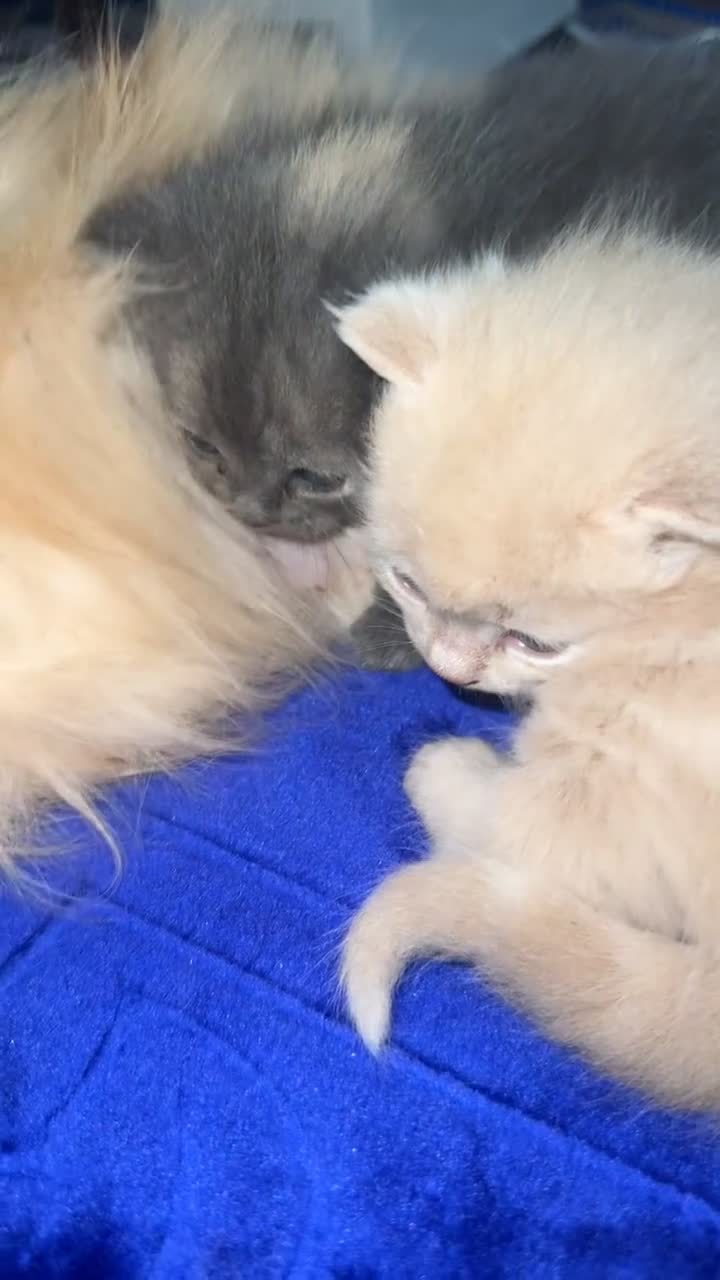 Mixed Breed cats for sale: Persian x Russian blue x British short hair mix in Nottingham - Video 2