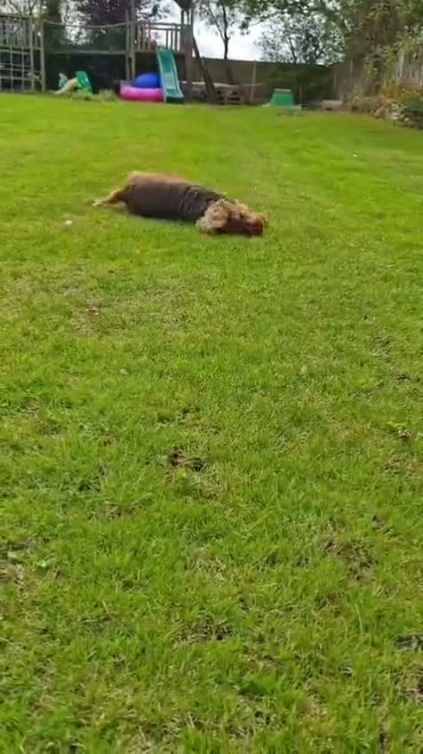 Cocker Spaniel dogs for sale: Gorgeous Show Cocker Spaniel - Video 1
