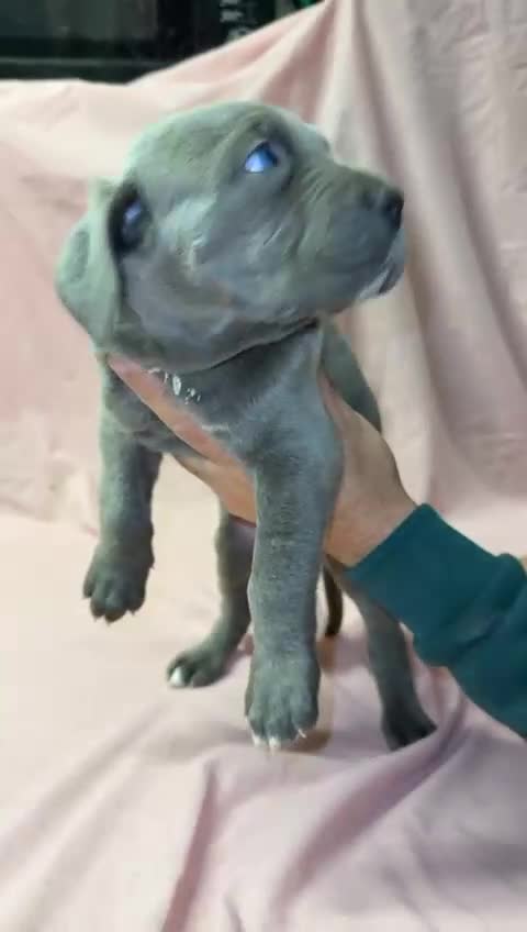 Cane Corso dogs for sale: Stunning Cane Corso Puppies for sale - Video 5