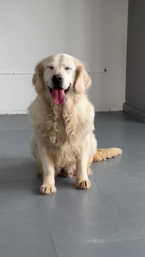 Golden Retriever dogs for sale: Rosie adult golden retriever female for sale  - Video 1