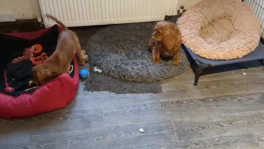 Cavalier King Charles Spaniel dogs for sale: Ruby boy available - fully vaccinated - Video 1