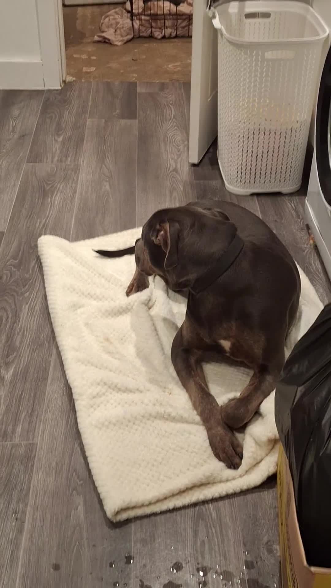 Cane Corso dogs for sale: Duke - 11 month old Cane Corso - Video 1