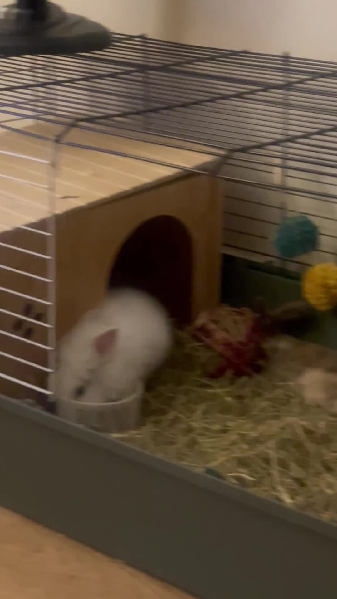 Lionhead rabbits for sale: Baby Lion head and Rex for sale!  - Video 2