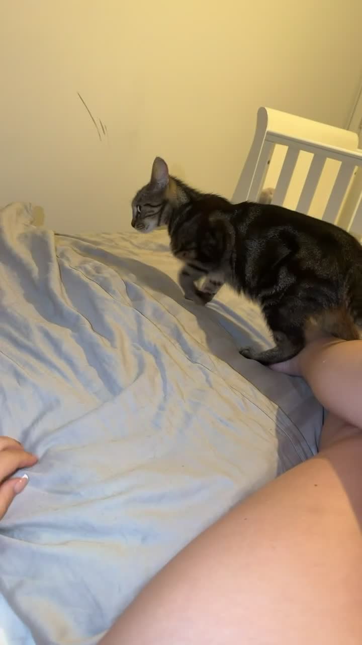 Mixed Breed cats for sale: Mixed bread cat  - Video 1