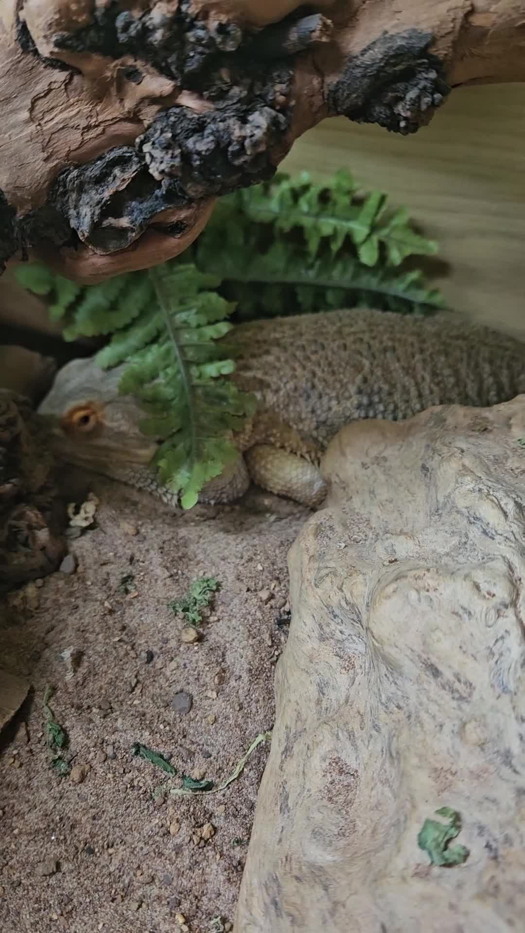 Bearded Dragon reptiles for sale: 2 year old female bearded dragon and full set up - Video 1