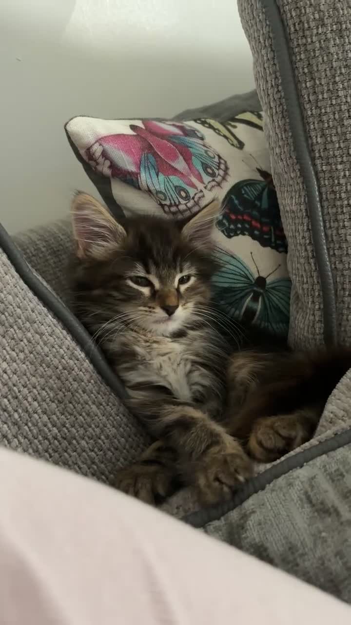 Mixed Breed cats for sale: Fluffy Male Kitten ready for his forever home - Video 1