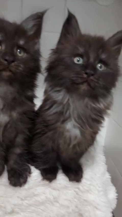Maine Coon cats for sale: Beautiful big maine Coon babies  - Video 4