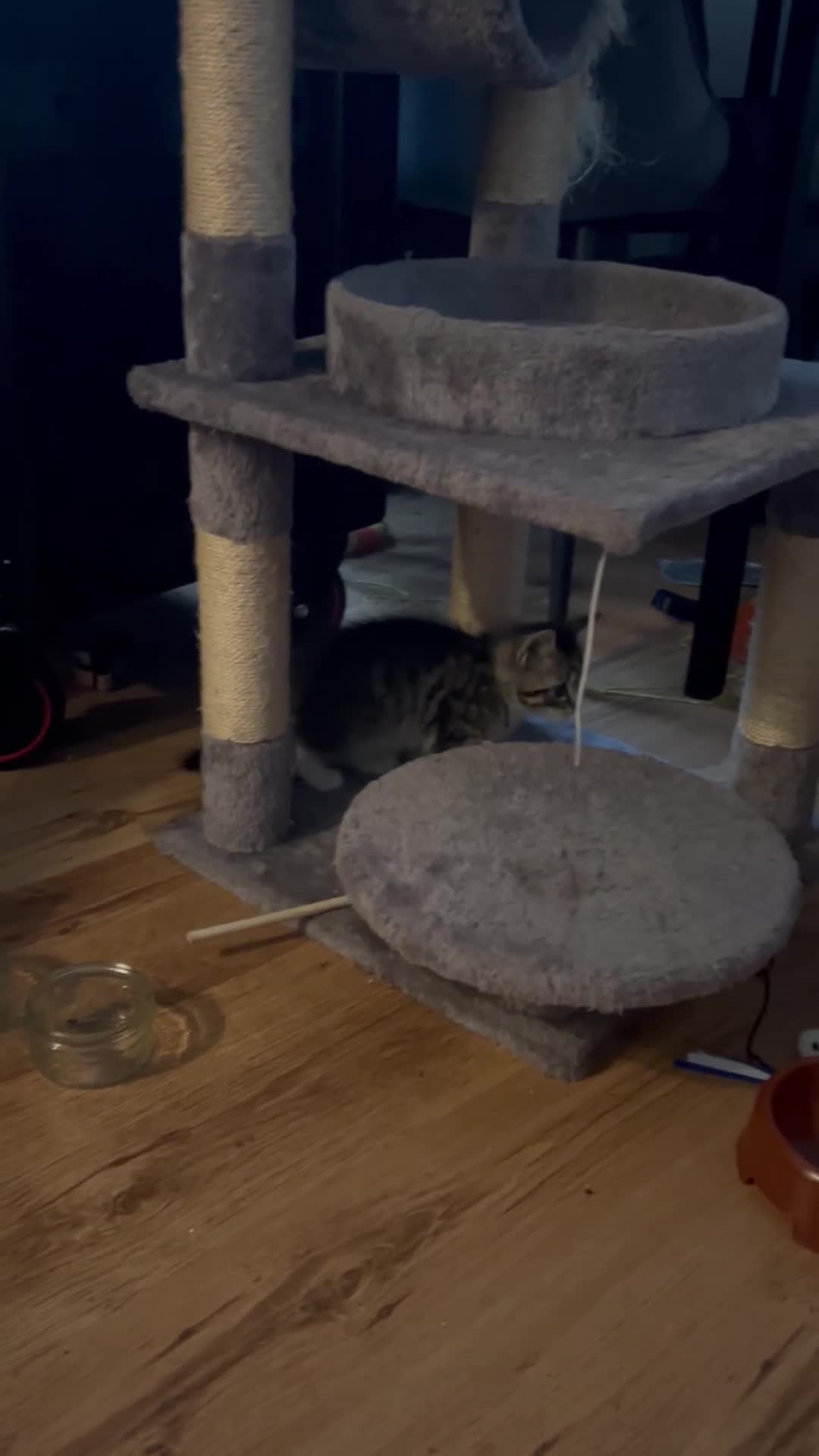 Mixed Breed cats for sale: Kittens - Video 2