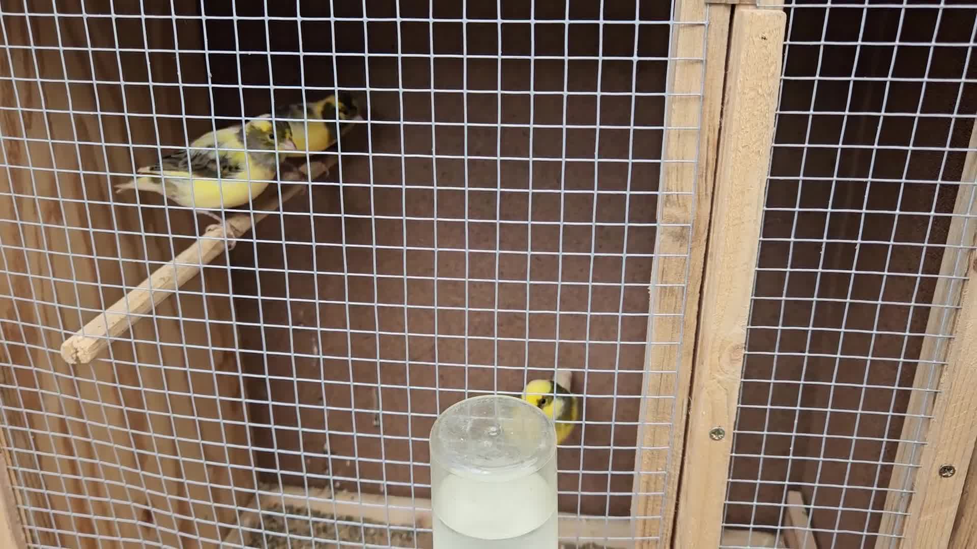 Canaries birds for sale: Mixed canaries unsexed - Video 2