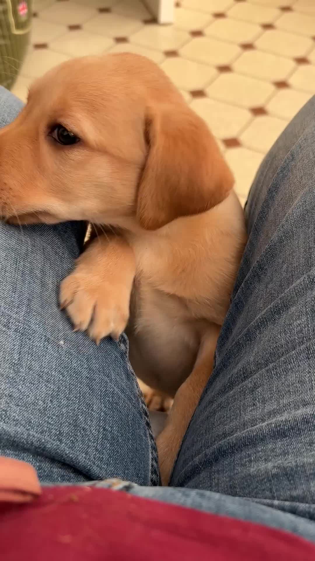 Labrador Retriever dogs for sale: Beautiful Labrador Puppies for Sale - Video 1