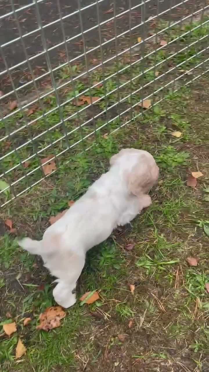 Cocker Spaniel dogs for sale: Two Working cocker spaniel puppies left - Video 1