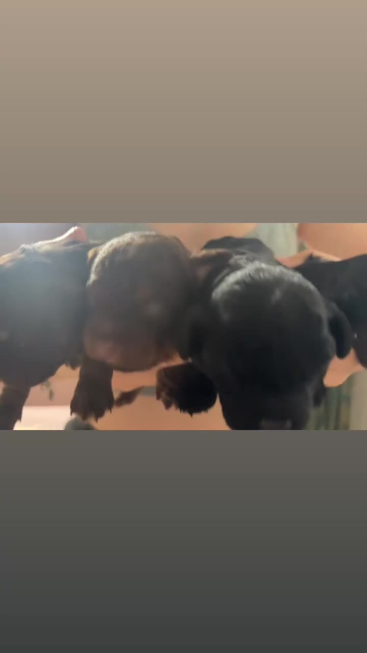 Shihpoo dogs for sale: Adorable Shihpoo puppies 🐾🐕🤍 - Video 1
