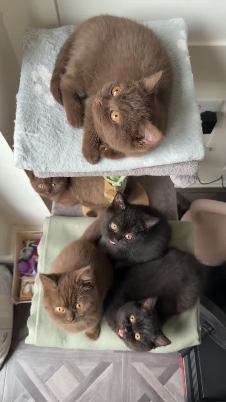 British Shorthair cats for sale: *REDUCED* British Shorthair Kittens in chocolate  - Video 1