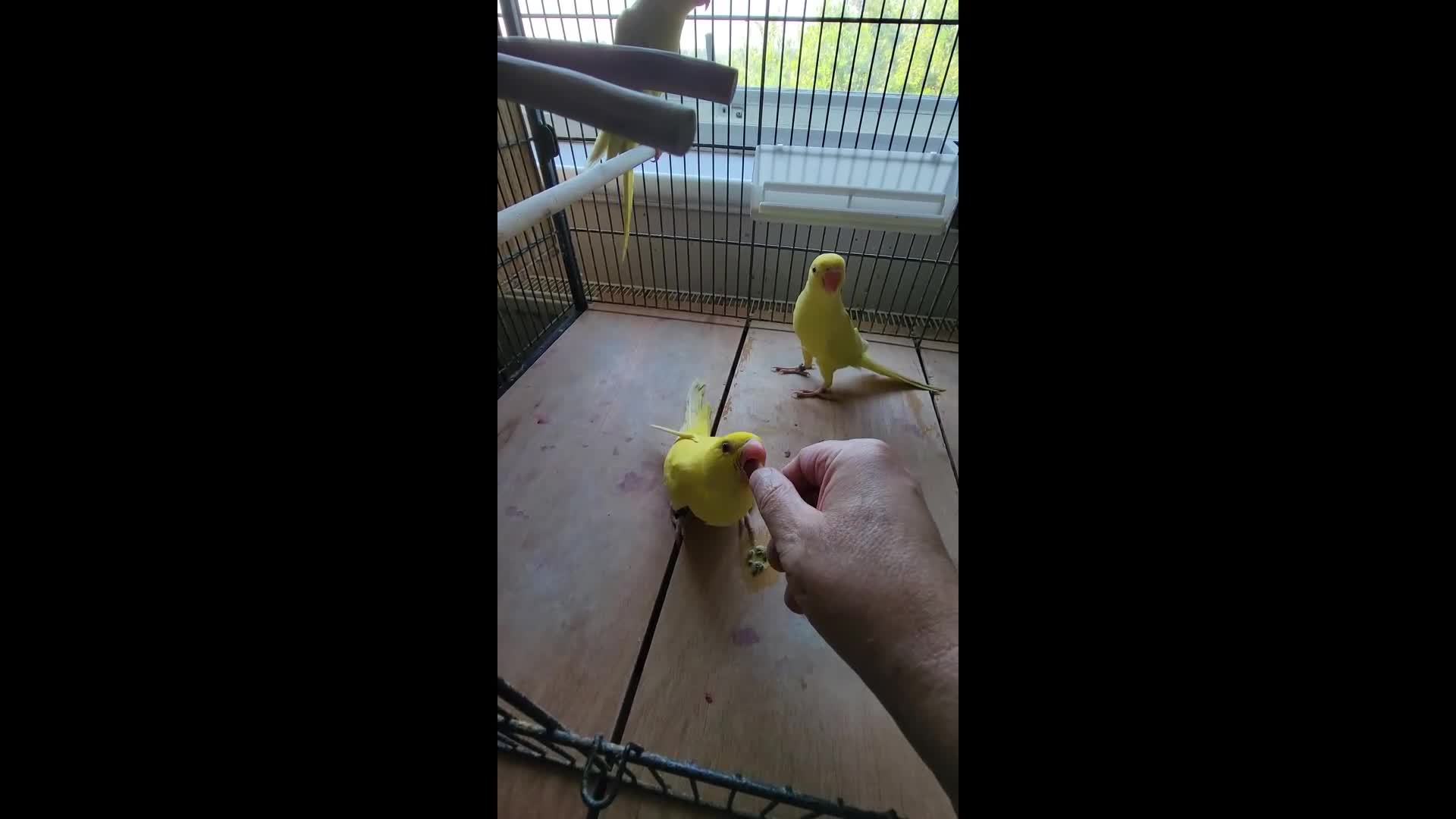 Ringnecks birds for sale: Babies ringnecks - Video 1