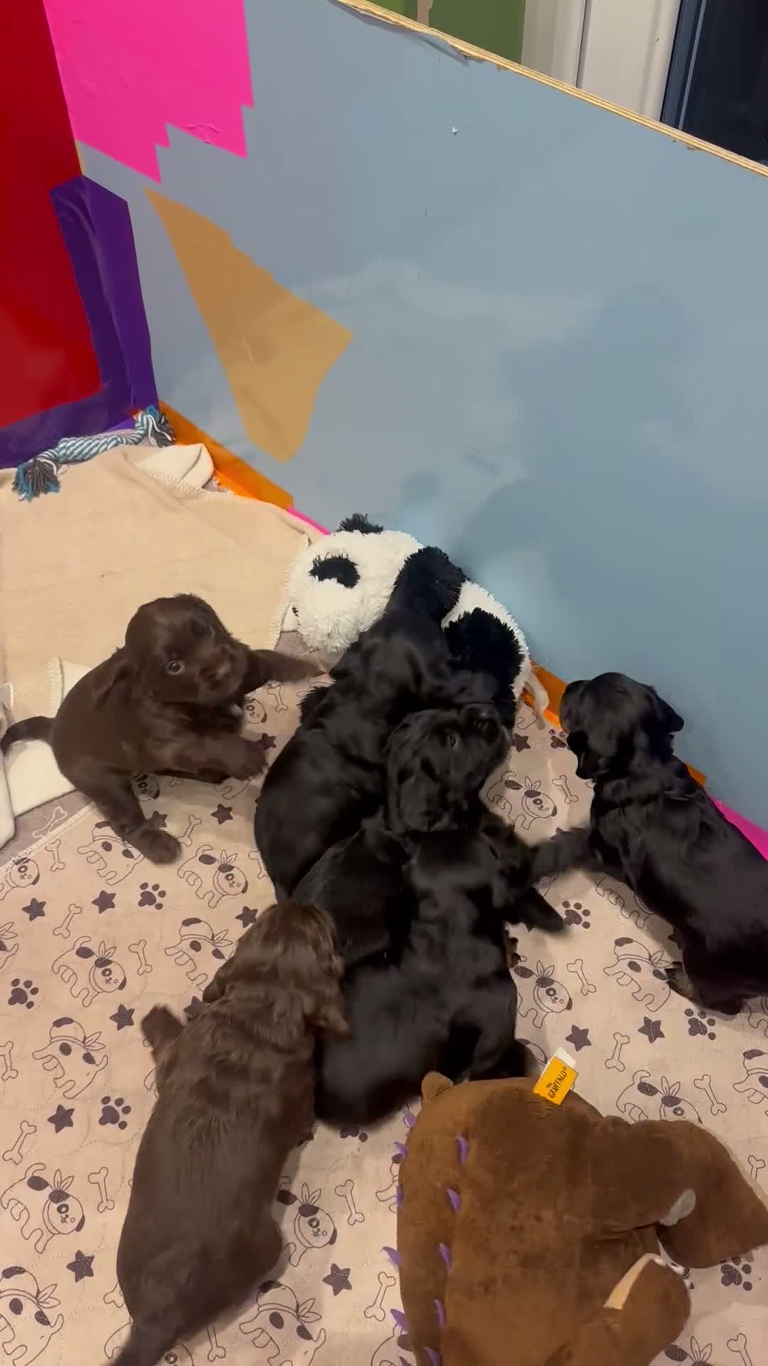 Cocker Spaniel dogs for sale: Working cocker spaniel puppies for sale - Video 1
