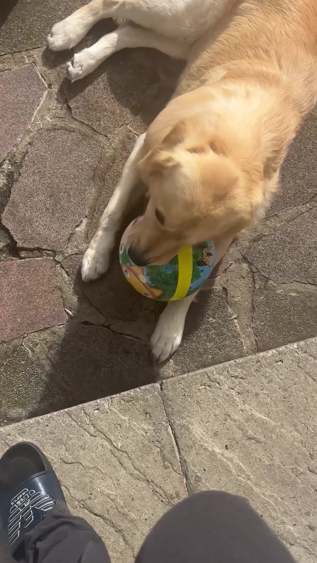 Golden Retriever dogs for stud: Golden retriever for stud all healthy  - Video 1