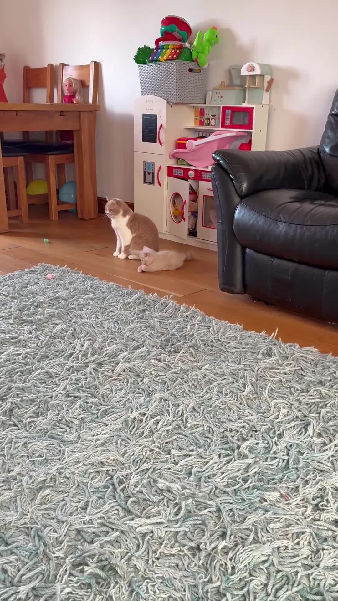British Shorthair cats for sale: 3 LEFT - TICA BRITISH SHORTHAIRED KITTENS - Video 2
