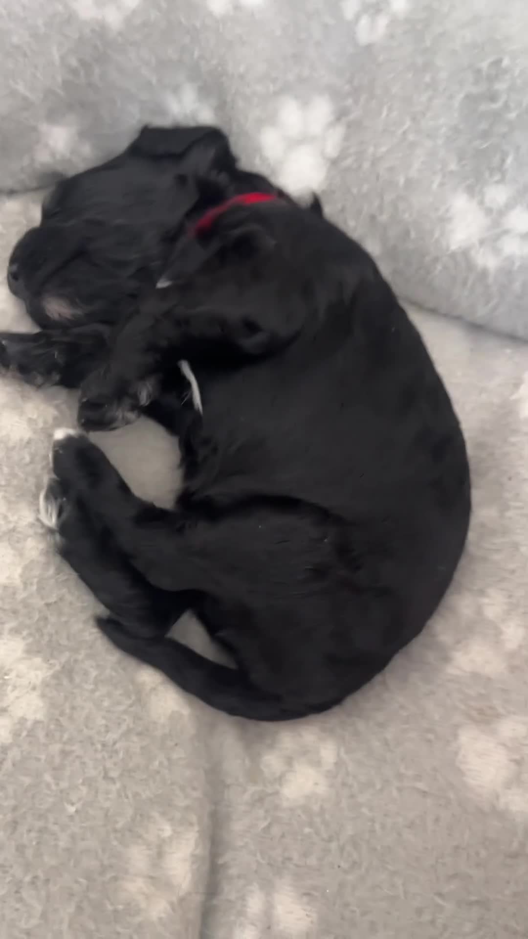 Cockapoo dogs for sale: Cockapoo Pups - Video 1